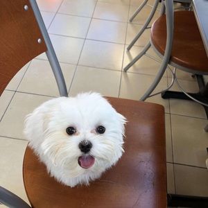 Meet your Posher, Andre